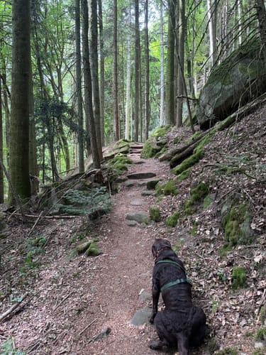 Naturpark Südeifel Wanderweg Nr. 55 - Bollendorf