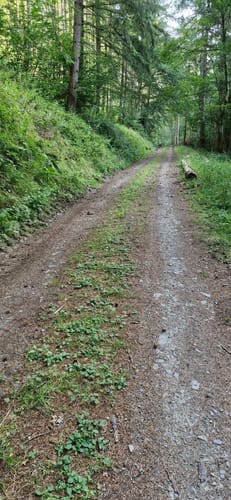Premiumwanderweg: Wallfährte Weidingen