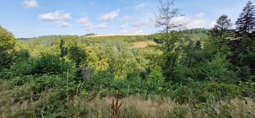 Premiumwanderweg: Wallfährte Weidingen