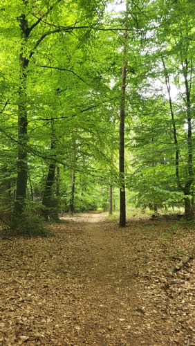 Bei Labbeck durch den Tüchelwald