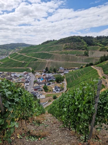 Weinberge ab Kloster Marienthal
