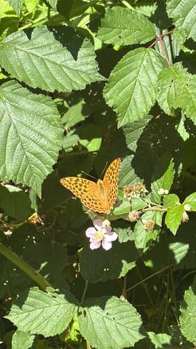 Teufelspfad (Premiumwanderweg)