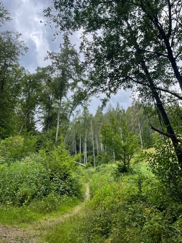 Natursteig Sieg - Etappe 7: Herchen - Schladern