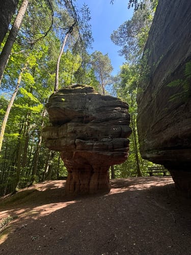 Felsenwald (Premiumwanderweg)
