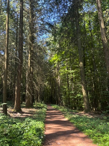 Felsenwald (Premiumwanderweg)