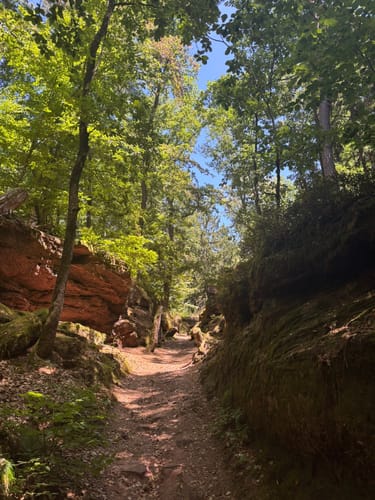 Felsenwald (Premiumwanderweg)