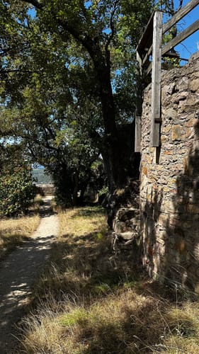 ClassicTour Rheingrafenstein (Premiumwanderweg)