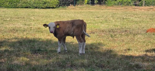 Kreiswald