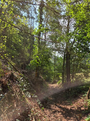 Aufseß Waldwanderweg