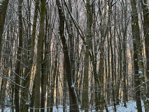 Wilder Netzbachpfad (Premiumwanderweg)