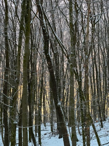 Wilder Netzbachpfad (Premiumwanderweg)