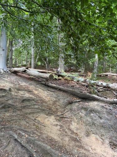 Durch die Wälder bei Schloss Landsberg