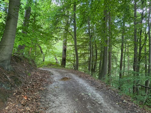 Durch die Wälder bei Schloss Landsberg