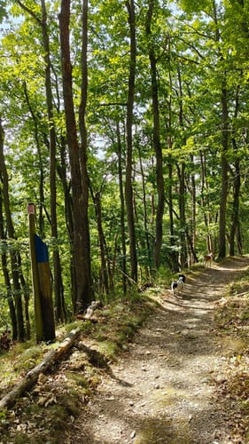 Sommerauer Schlossberg