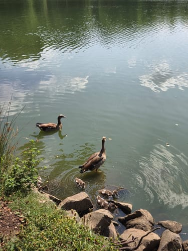 Brückweiher - Gustavsburg