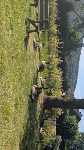 Lauferlebnis Fränkische Schweiz W2