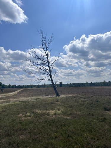 Wulmstorfer Heide