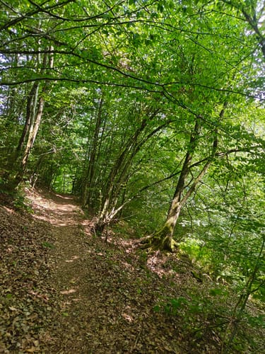 Fischweiher Rundwanderung