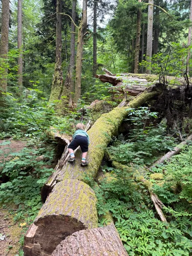 Weeks Falls Viewpoint - hikes and trails to get you there | AllTrails