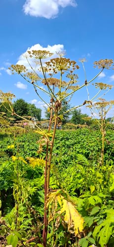 Kemnader See Rundwanderweg