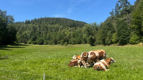 Dreiherrensteinroute