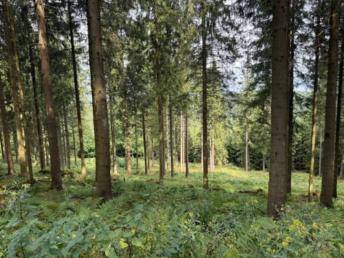 Runde bei Winterberg