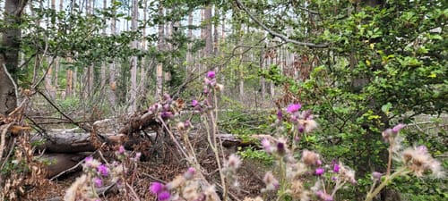 Rundwanderweg Falke