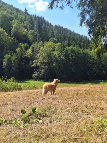 Naturpark Südeifel Wanderweg Nr. 32 - Übereisenbach - Obereisenbach