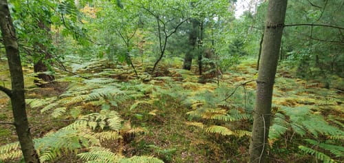 Teverener Heide Seenrundweg
