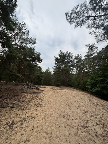 Kämmereiheide am Müggelsee