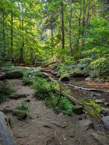 Wildes Monbachtal