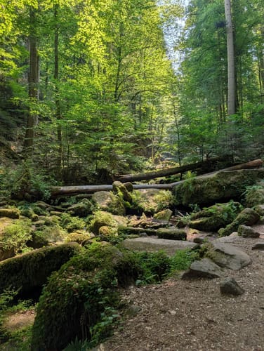 Wildes Monbachtal