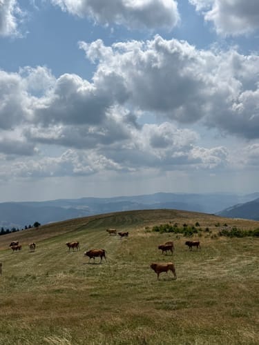 Belchensteig (Genießerpfad)