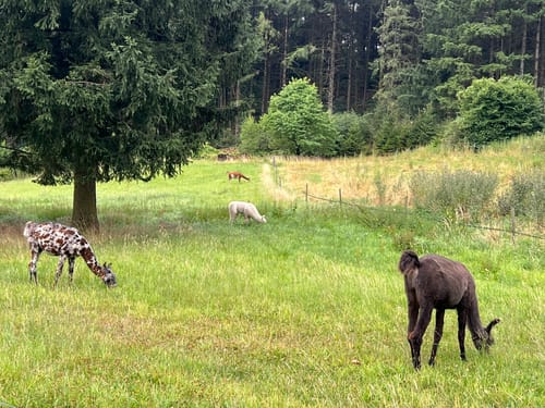 Haller Rundweg A5