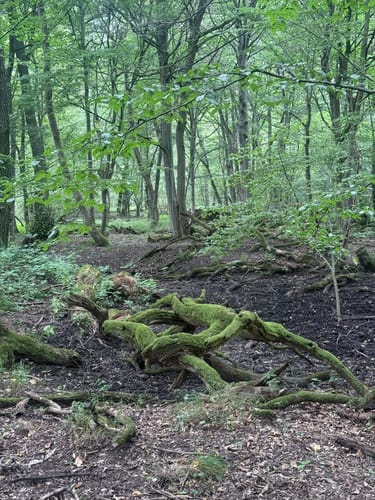Bodendorf Runde