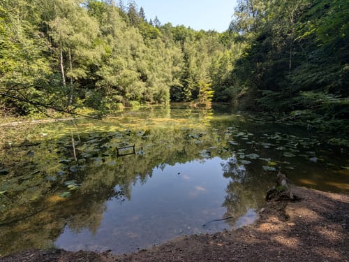 Hochwald Pfad (Traumschleife)