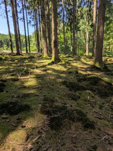 Hochwald Pfad (Traumschleife)