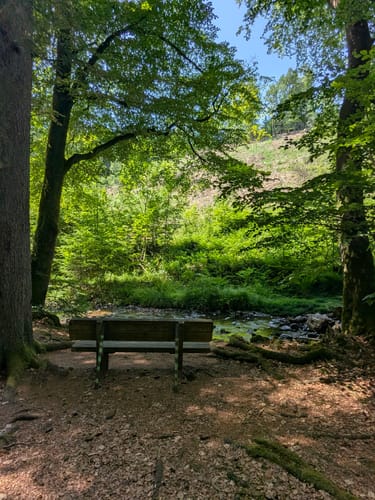 Hochwald Pfad (Traumschleife)