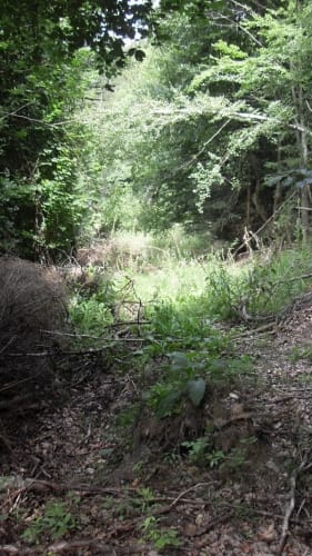 Prächtiger Hintertaunus