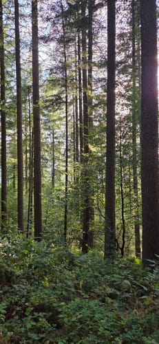 Auf den Burgberg im Meulenwald