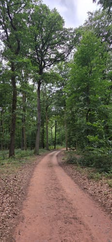 Auf den Burgberg im Meulenwald