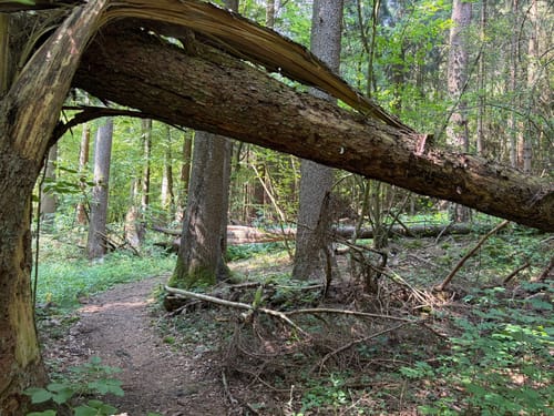 Kleedorf - Felsnadel - Langenstein - Vorra
