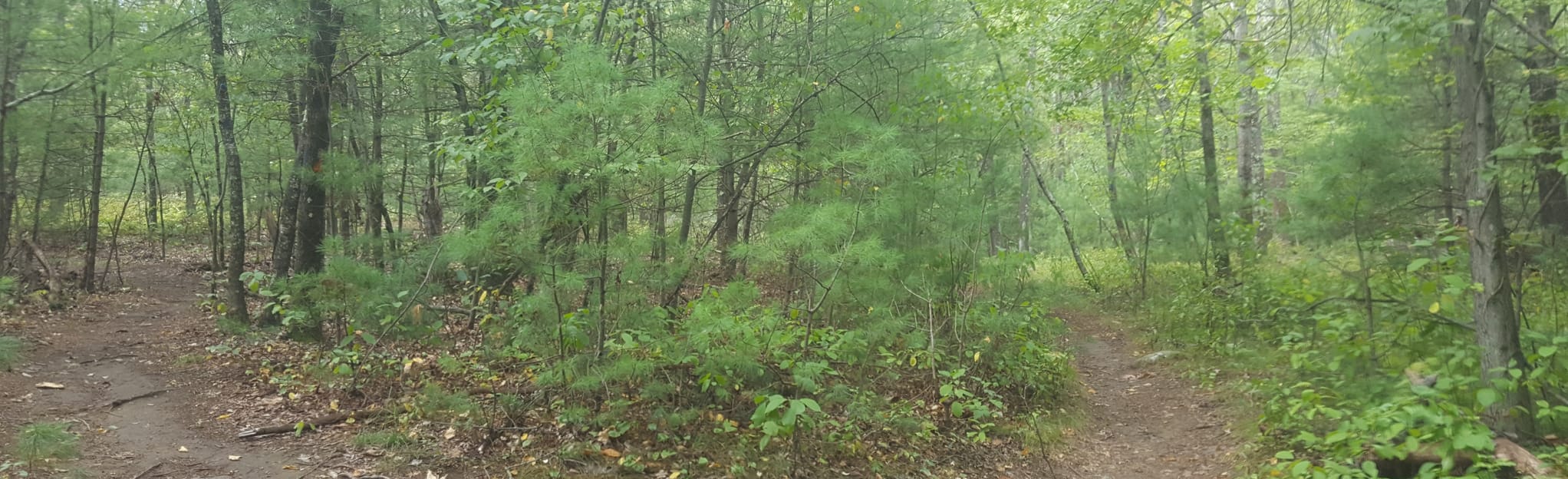 Holliston Town Forest Loop, Massachusetts 128 Reviews, Map AllTrails