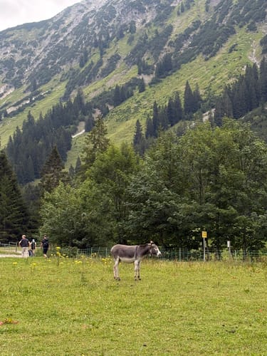Nebelhorn Seealpe - Edmund Probst Haus