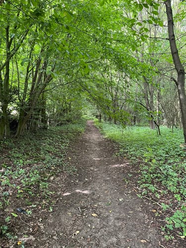 Drei-Burgen-Weg (Ri 5)