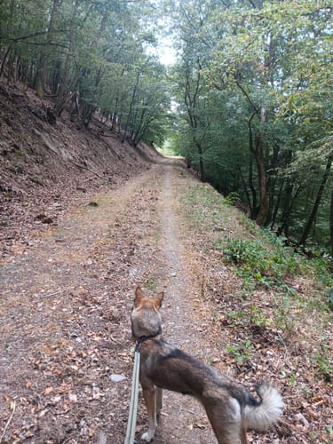 HeimatSpur Wacholder-Kyll-Weg