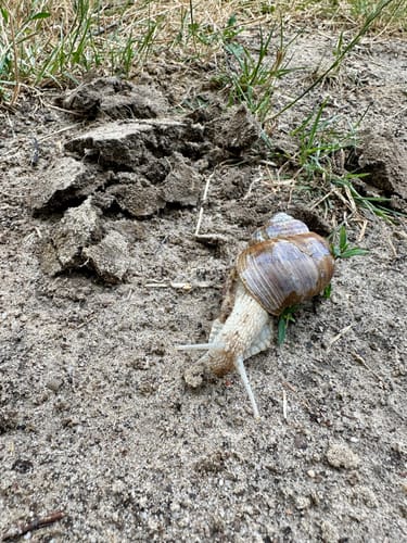 Galgenvenn (Premiumwanderweg)