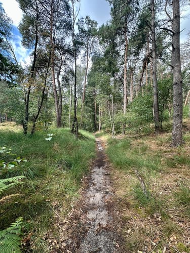 Galgenvenn (Premiumwanderweg)