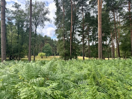 Galgenvenn (Premiumwanderweg)