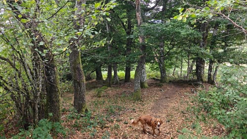 Gutach - Landwassereck